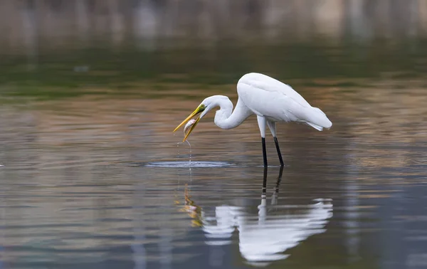 White Egret on a lagoon — Stock Photo, Image