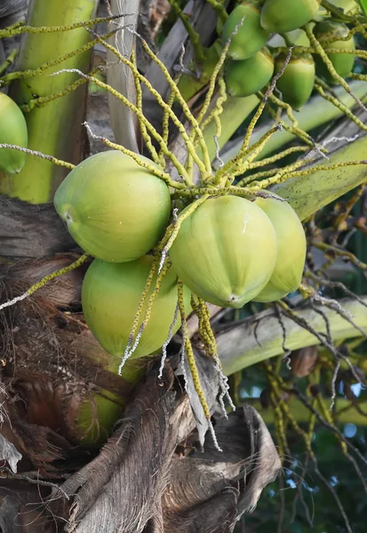 Kokosnötsträd med många frukter — Stockfoto