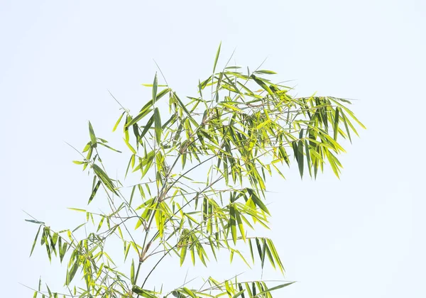 Feuilles de bambou isolées sur fond blanc — Photo