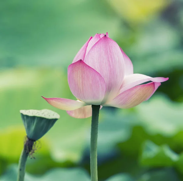 Çiçek açan lotus çiçeği — Stok fotoğraf