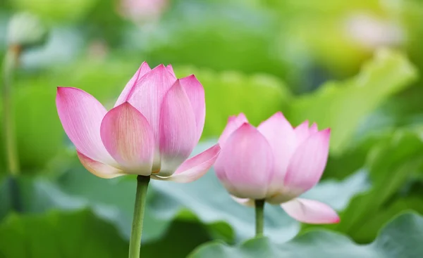 Fioritura fiore di loto — Foto Stock