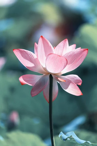 Lotus flower plants with green leaves in lake — Stock Photo, Image