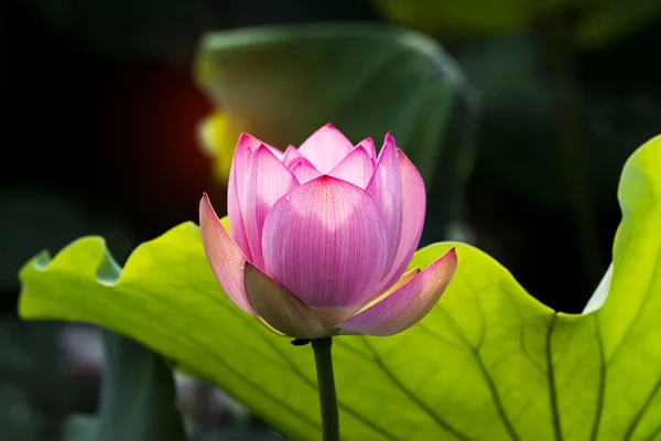 Квітка лотоса і квіти лотоса — стокове фото