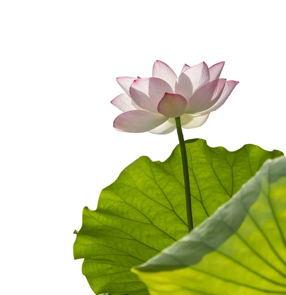 Lotus sur fond blanc isolé . — Photo