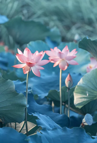 Flor de Loto y Flor de Loto —  Fotos de Stock