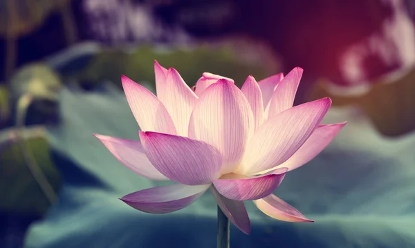 Plantes de fleurs de lotus avec des feuilles vertes dans le lac — Photo