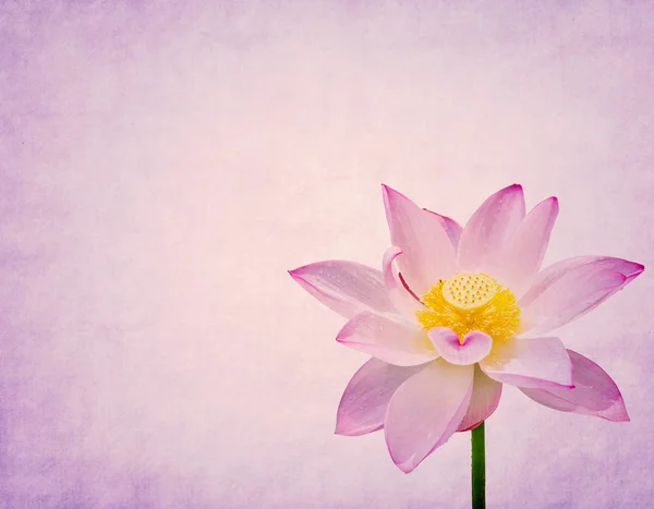 Water Lily on grunge textured background — Stock Photo, Image