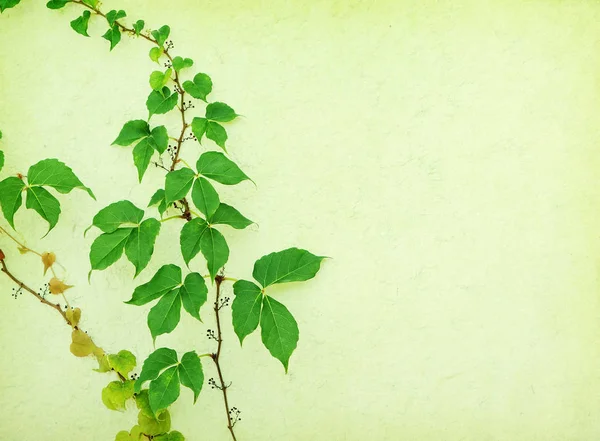 Hera verde na textura de papel antigo grunge velho — Fotografia de Stock