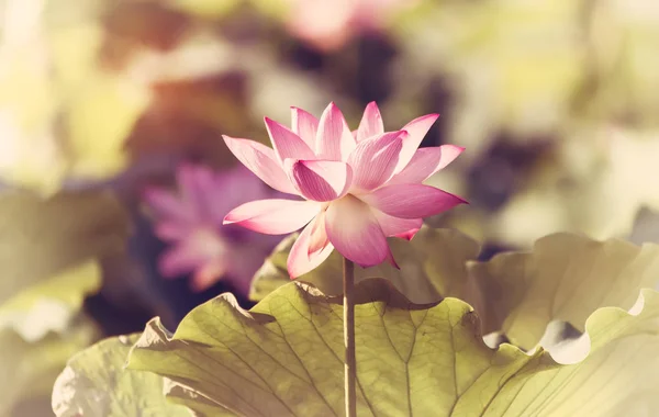 Blooming lotus or waterlily flower in the pond — Stock Photo, Image