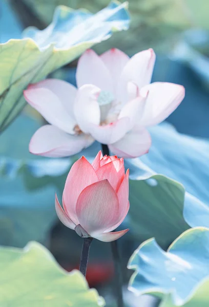 Blooming lotus or waterlily flower in the pond — 스톡 사진