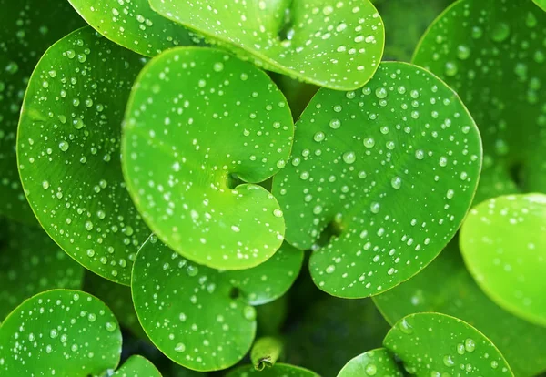 Composição verde com folhas verdes de Eichhornia Crassipes — Fotografia de Stock