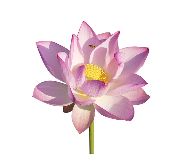 Lotus on isolated white background. — Stock Photo, Image