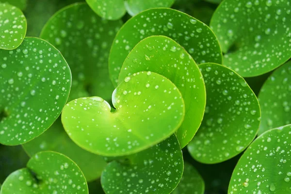 ホテイアオイの葉の緑の緑の構成 — ストック写真