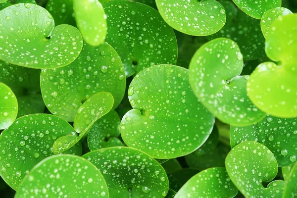 Zöld összetétele zöld levelek a közönséges vízijácint — Stock Fotó