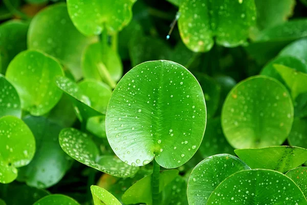 Composição verde com folhas verdes de Eichhornia Crassipes — Fotografia de Stock