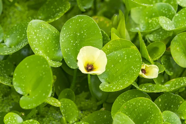 Grüne Komposition mit grünen Blättern von Eichhornia crassipes — Stockfoto