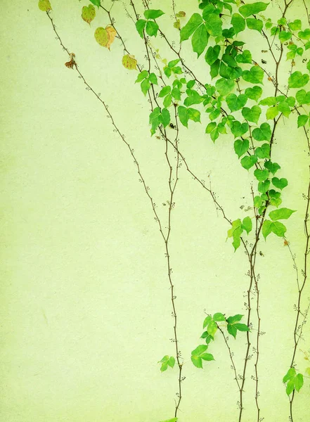 Green ivy on old grunge antique paper texture — Stock Photo, Image