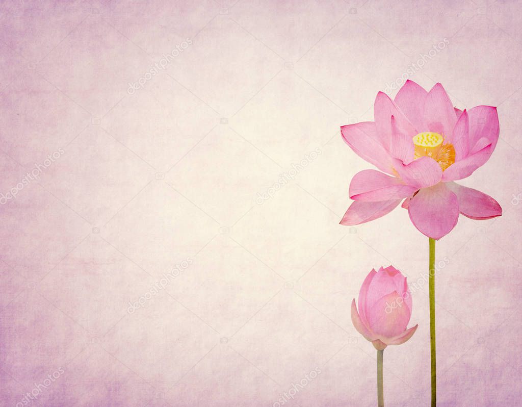 Water Lily on grunge textured background