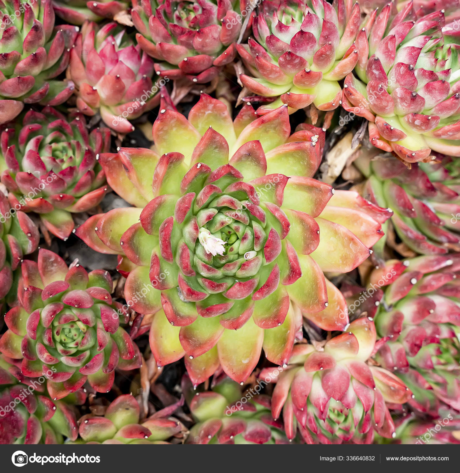 Plantas Suculentas Miniatura Cactus Suculento Jardín — Foto de stock