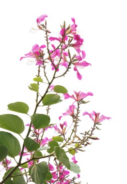 Hong Kong Orkide Çiçeği ya da Bauhinia 'ya yakın, yeşil izinli, beyaz tenli.