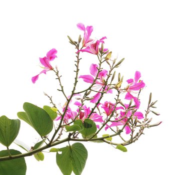 Hong Kong Orkide Çiçeği ya da Bauhinia 'ya yakın, yeşil izinli, beyaz tenli.