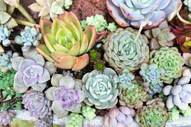 Bahçedeki minyatür sulu bitkiler (sulu kaktüsler)