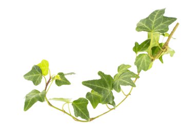 yeşil sarmaşık beyaz arkaplanda izole edildi.