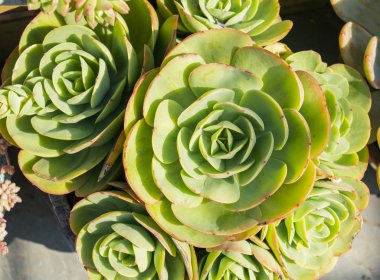 renkli dikdörtgen şeklindeki sulu bitkiler; bir tarladaki kaktüs sulu.