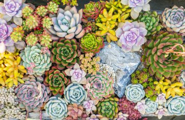 renkli dikdörtgen şeklindeki sulu bitkiler; bir tarladaki kaktüs sulu.