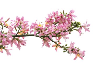 ipek diş ipi çiçeği beyaz arkaplanda izole edilmiş