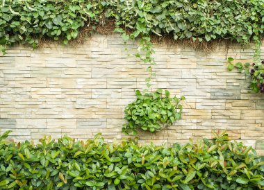 Devil Ivy s duvar dekore edilmiştir.