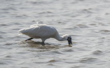 Shenzhen, Çin 'deki Waterland' da Siyah Yüzlü Spoonbill.