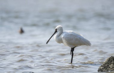 Shenzhen, Çin 'deki Waterland' da Siyah Yüzlü Spoonbill.