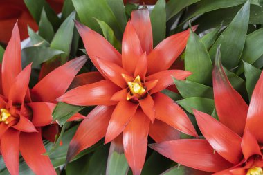 Bahçedeki kırmızı Bromeliad çiçeğini kapat.
