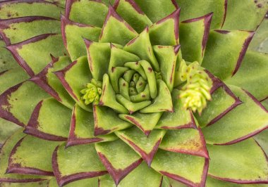 Lezzetlilerin dikdörtgen sıralaması; bir ekicinin içindeki kaktüs sulu.