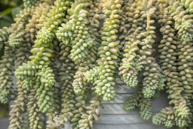 Lezzetlilerin dikdörtgen sıralaması; bir ekicinin içindeki kaktüs sulu.