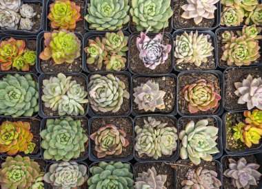 Lezzetlilerin dikdörtgen sıralaması; bir ekicinin içindeki kaktüs sulu.