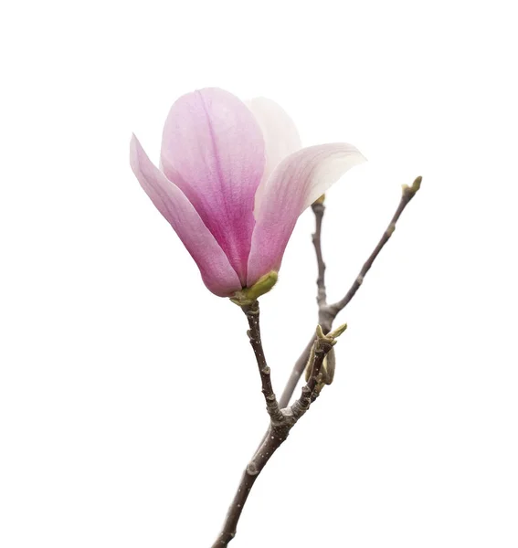 在白色背景上隔绝的木兰花春枝 — 图库照片