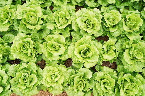 Saláta Zöldségsaláta Vidéki Termőföld — Stock Fotó