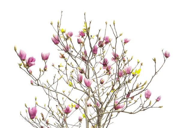 Beautiful Magnolia Flowers Blue Sky Spring Garden — Stock Photo, Image