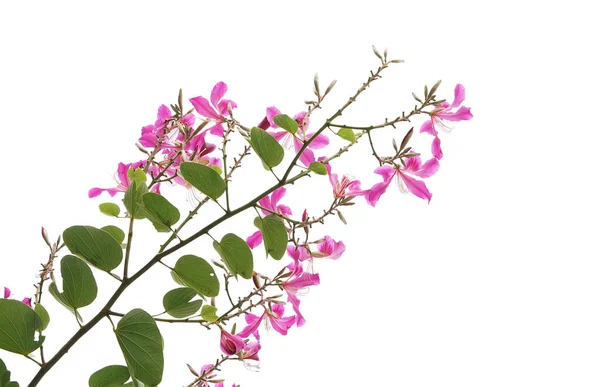 Closeup Hong Kong Orchid Flower Bauhinia Green Leave Isolated White — Stock Photo, Image