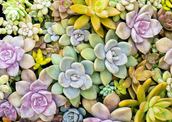 colorful Rectangular arrangement of succulents; cactus succulents in a planter