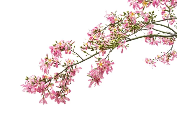 Seidenseide Baumblüte Isoliert Auf Weißem Hintergrund — Stockfoto