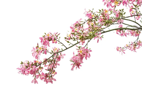 Seda Flor Del Árbol Hilo Seda Aislado Sobre Fondo Blanco — Foto de Stock