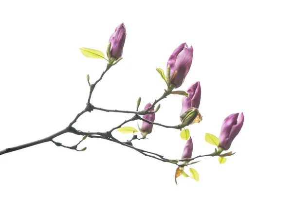 Magnolie Blume Frühling Zweig Isoliert Auf Weißem Hintergrund — Stockfoto