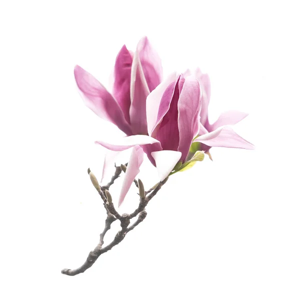 Magnolia Fleur Printemps Branche Isolé Sur Fond Blanc — Photo