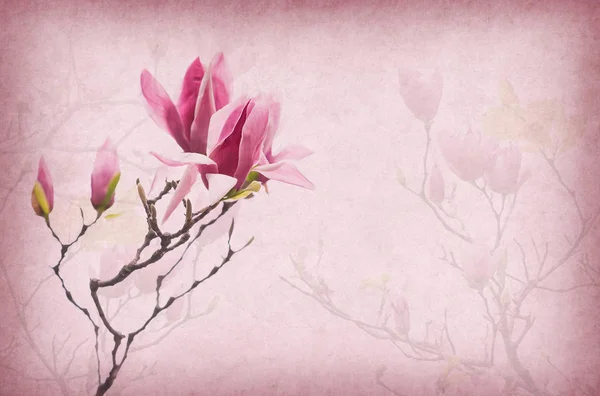 Magnolia Flowers Old Paper Background — Stock Photo, Image