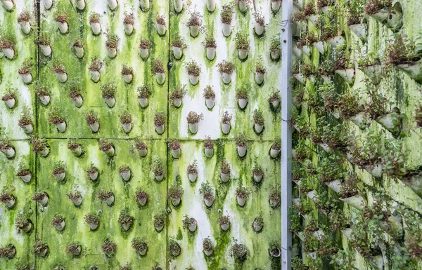 Zielony Mur Porośnięty Roślinami — Zdjęcie stockowe
