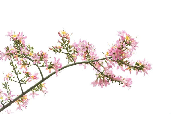 Seda Flor Del Árbol Hilo Seda Aislado Sobre Fondo Blanco — Foto de Stock