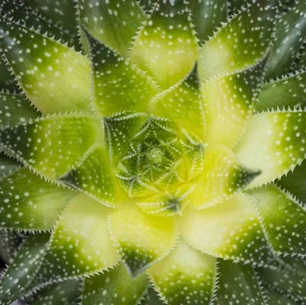 Rechteckige Anordnung Von Sukkulenten Kaktussukkulenten Topf — Stockfoto
